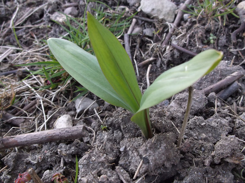 Ramps