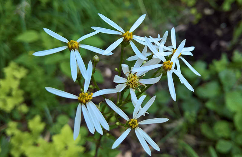 Korea asters