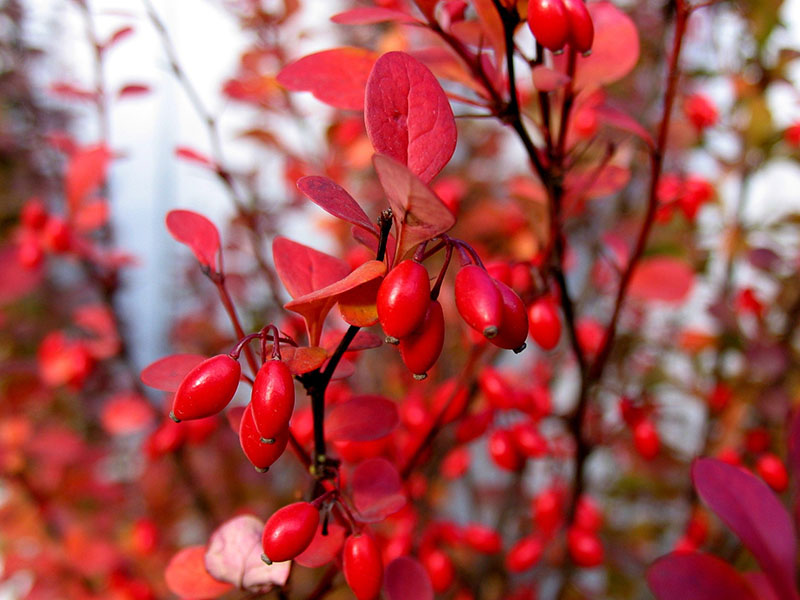 Berberis