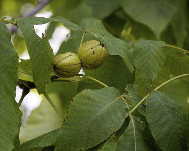 Shellbark hickory