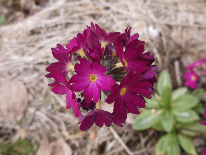 Kuleprimula