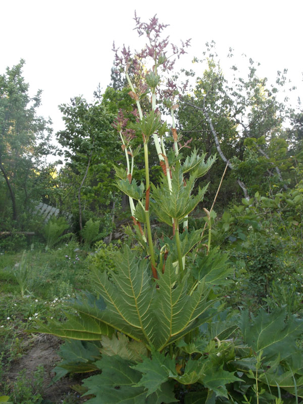 Himalaya rabarbara