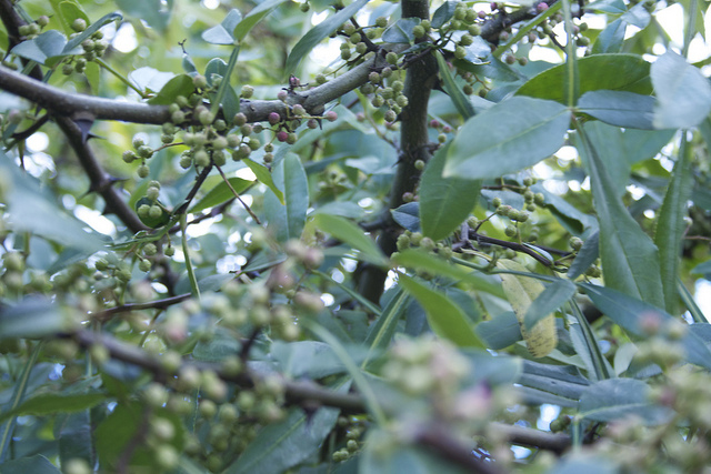 Nepal pepper