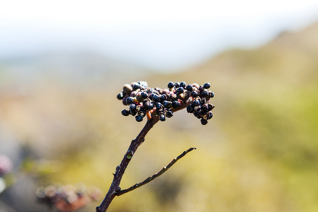 Szechuan pepper