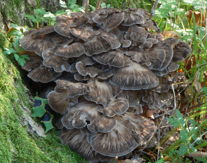 Maitake, Korallkjuke