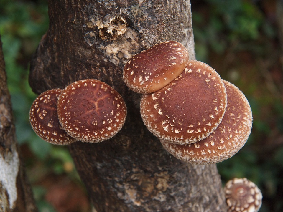 Shiitake