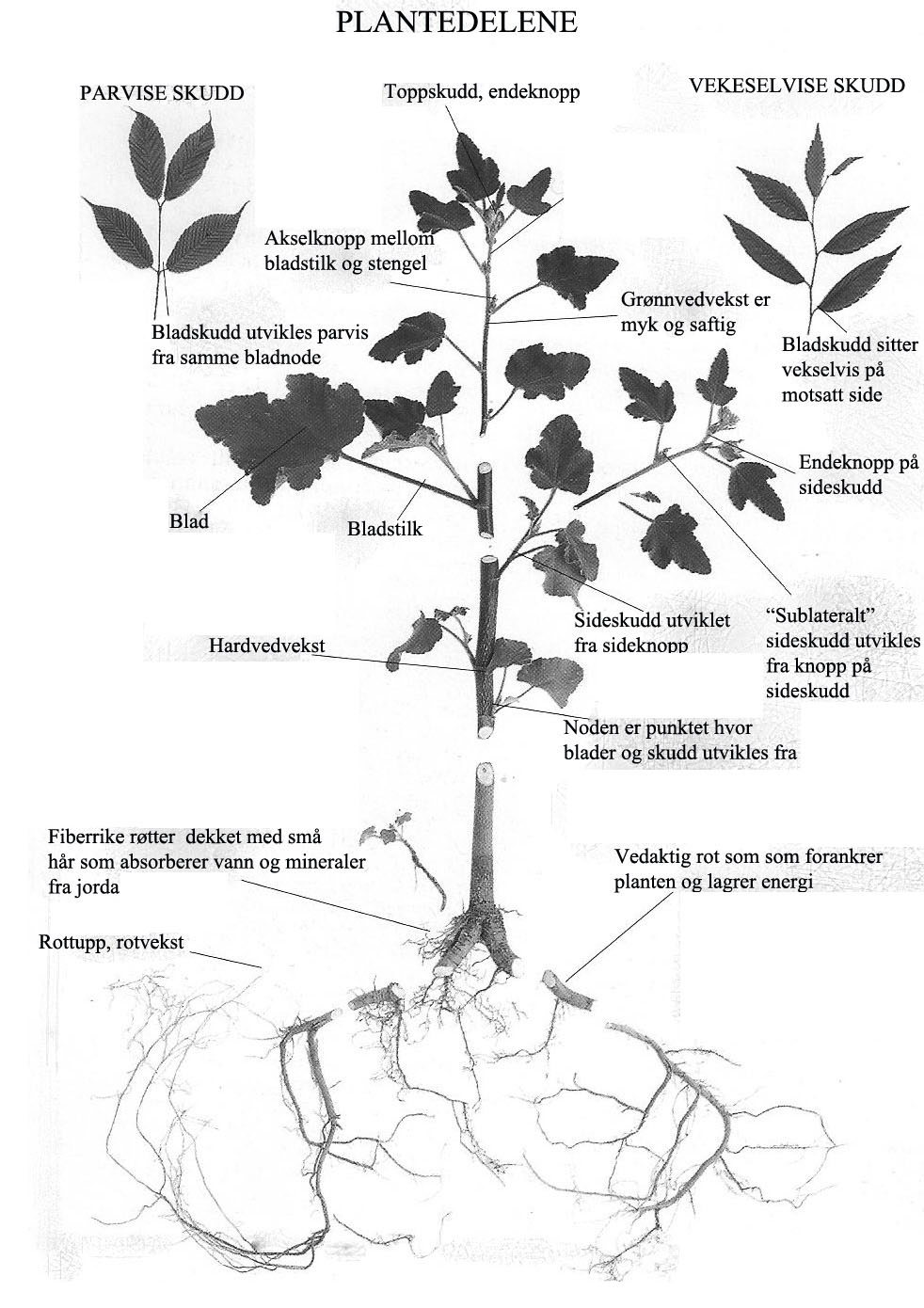 Plantedelene