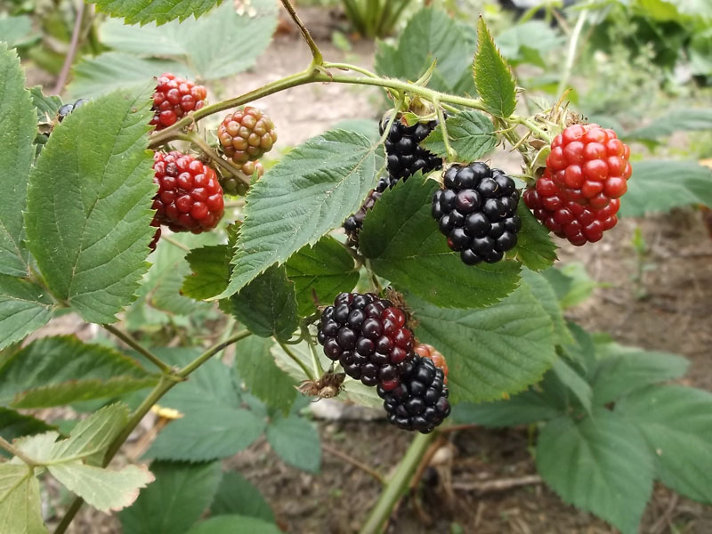 Bjørnebær - Rubus fruticosus