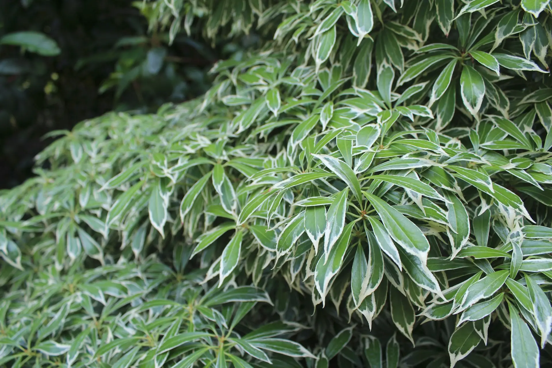 green leaf plants