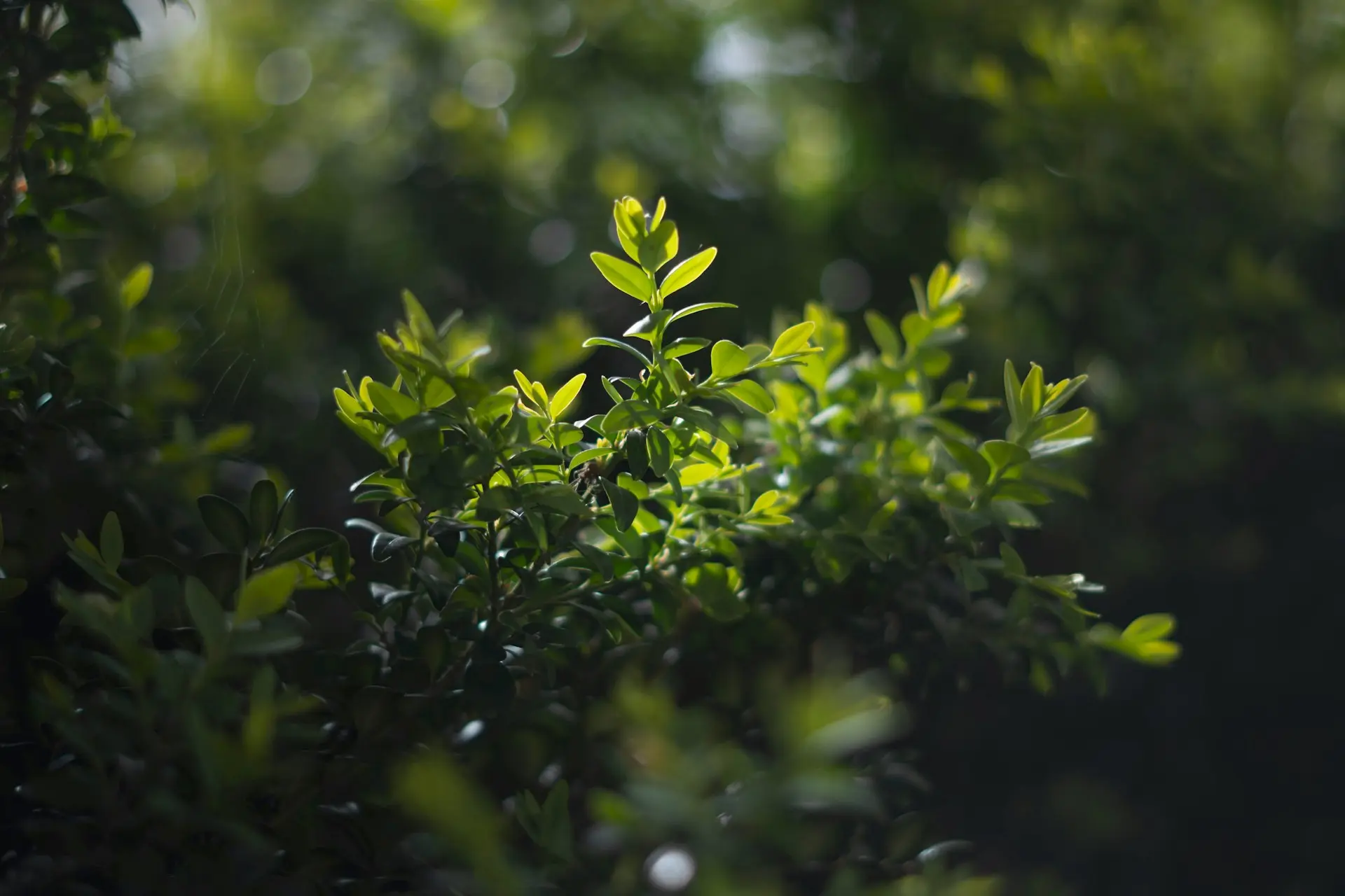 green leaves in tilt shift lens