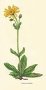 NP-arni-mont.jpg