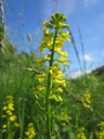 barb-vulg2w.jpg