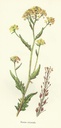 NP-buni-orie.jpg