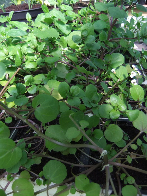 Nasturtium officinale 2w.jpg