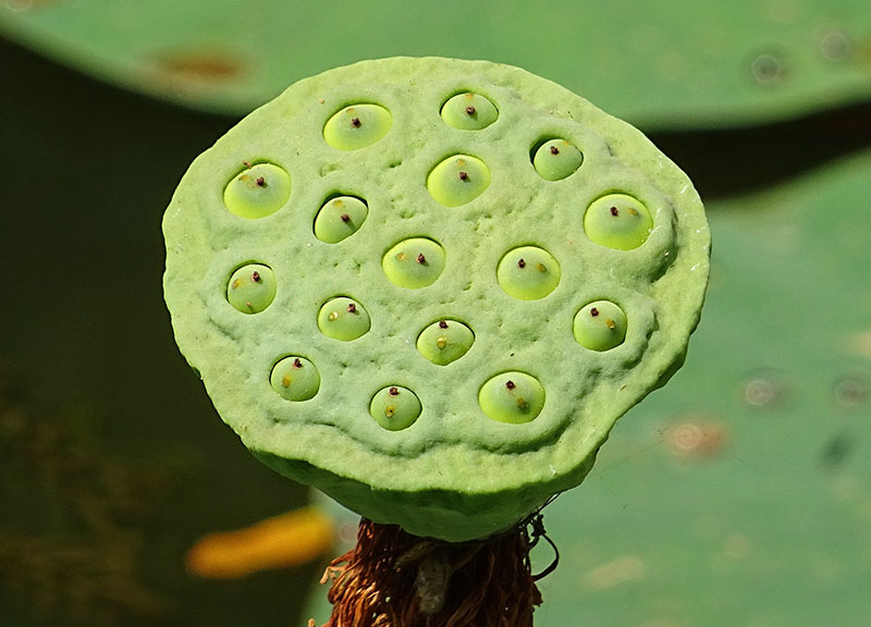 nelu-lute2w.jpg