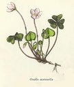 NP-oxal-acet.jpg