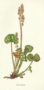 NP-oxyr-digy.jpg