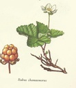 NP-rubu-cham.jpg