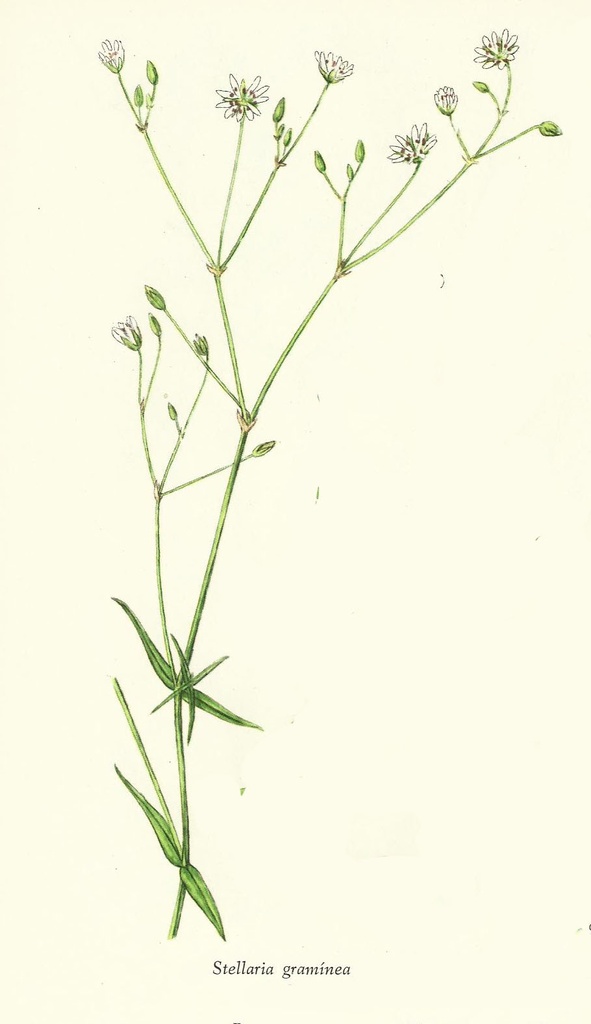 NP-stell-gram.jpg