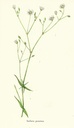NP-stell-gram.jpg