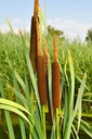 typh-latiw.jpg