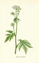 NP-aego-poda.jpg