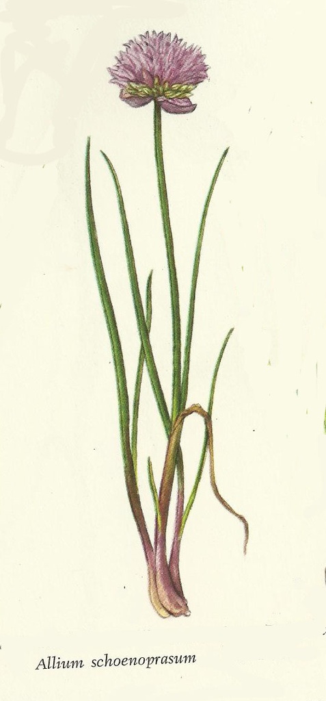 NP-alli-scho.jpg