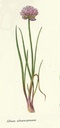 NP-alli-scho.jpg