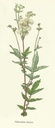 NP-fili-ulma.jpg