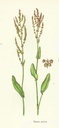 NP-rume-acet.jpg