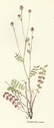 NP-sang-mino.jpg