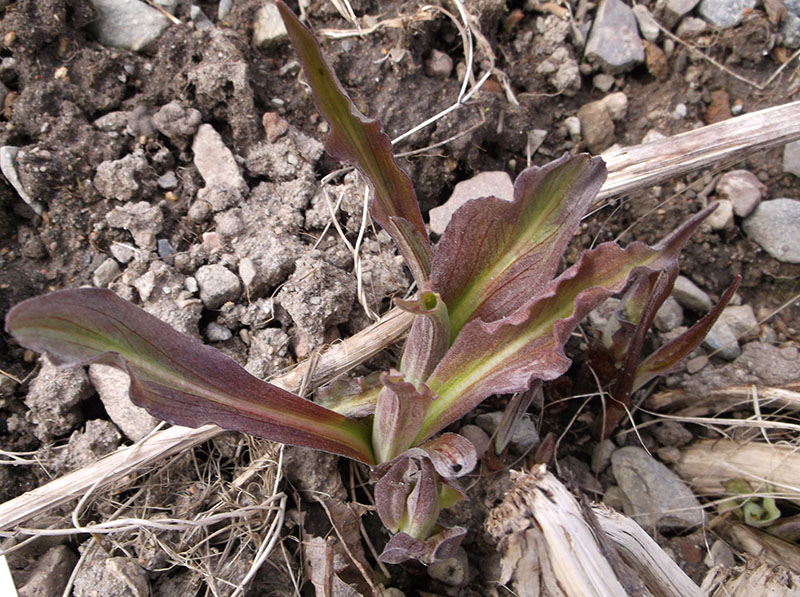 scor-hisp8w.jpg