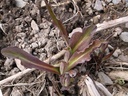 scor-hisp8w.jpg