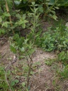 arte-abro2w.jpg