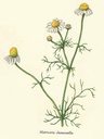 NP-matr-cham.jpg