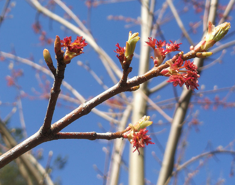 acer-rubr6w.jpg