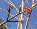 acer-rubr6w.jpg
