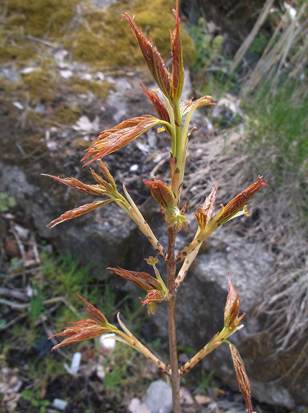 acer-sacc4w.jpg