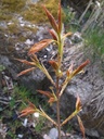 acer-sacc4w.jpg