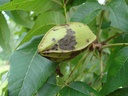 cary-illiw.jpg