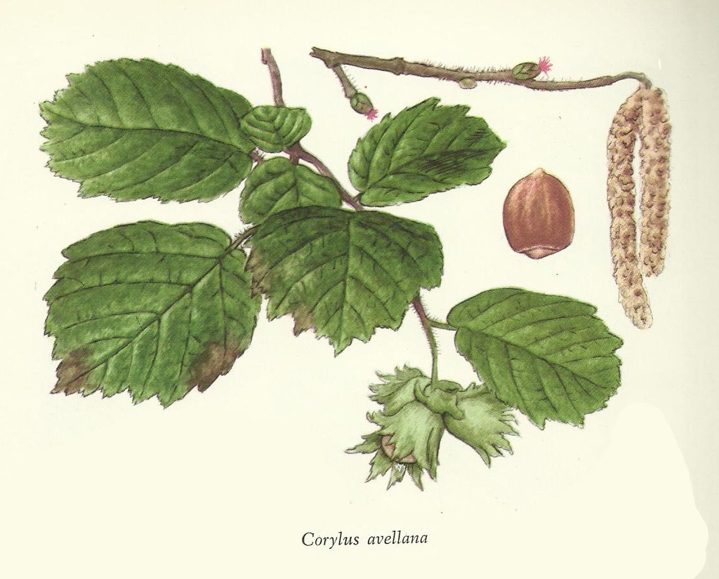 NP-cory-avel.jpg