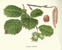NP-cory-avel.jpg