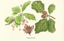 NP-fagu-silv.jpg