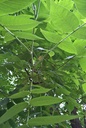 jugl-cine5w.jpg