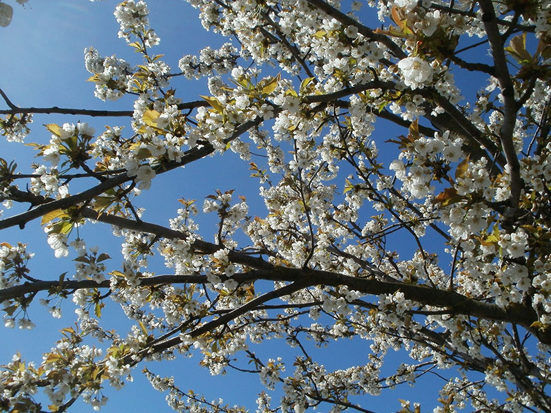 prun-cerasusw.jpg