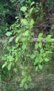 prun-insi3w.jpg