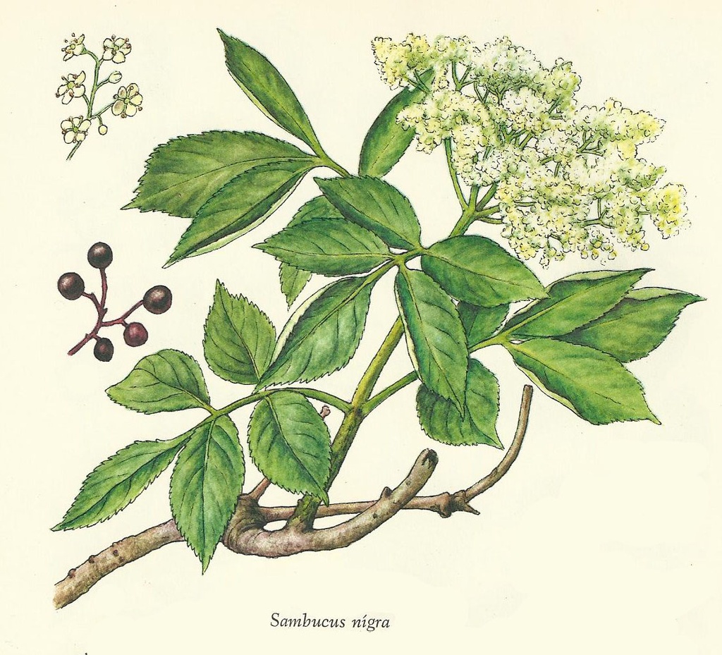NP-samb-nigr.jpg
