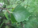 betu-pend2w.jpg