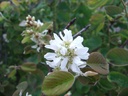 amel-alni6w.jpg