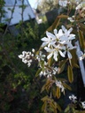 amel-canaw.jpg